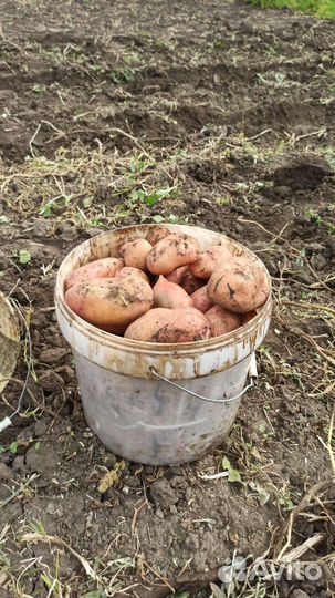 Картофель крупный титан