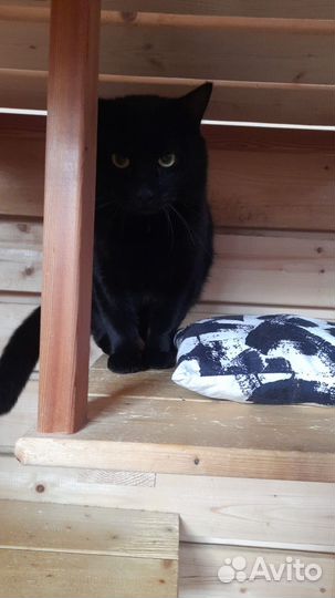 Томас в добрые руки