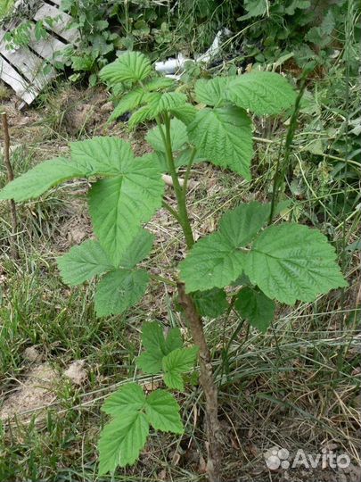 Ремонтантная малина саженцы