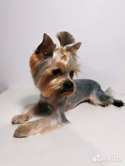 Стрижка собак, груминг с выездом на дом