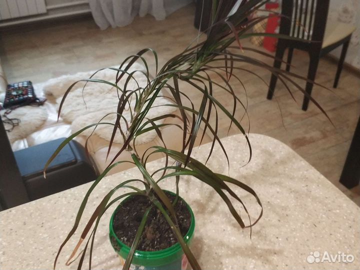 Пальма драцена