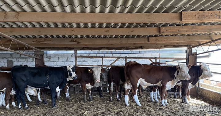 Продаются быки