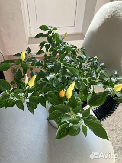 Острый перчик