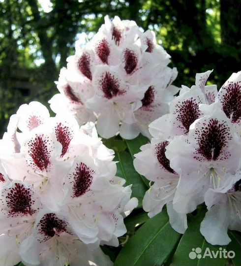 Рододендрон Калсап С5