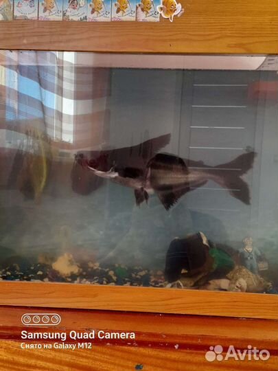 Акулий сом. Пангасиус