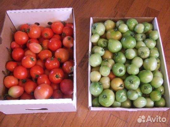 Помидоры домашние