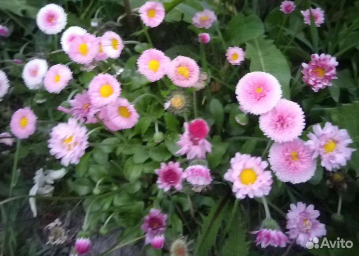 Маргаритки