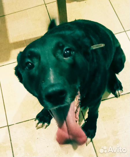 Собака Альма