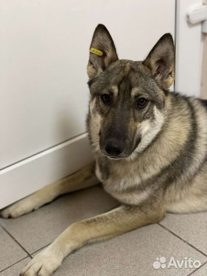 Собака в добрые руки