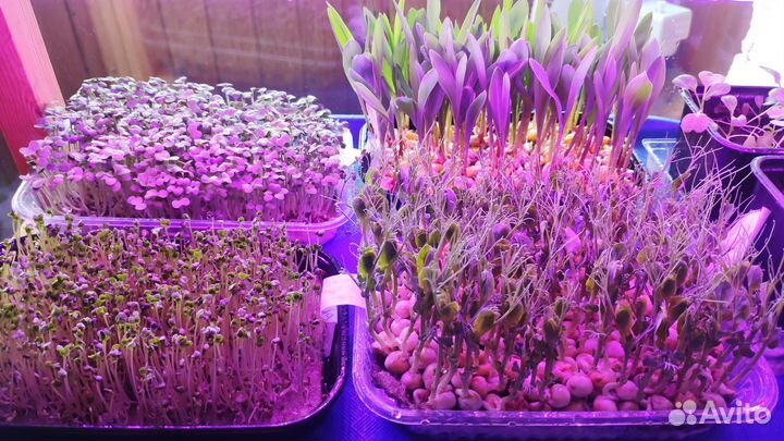 Набор для выращивания микрозелени / Горох Мадрас