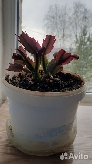 Декабрист шлюмбергера