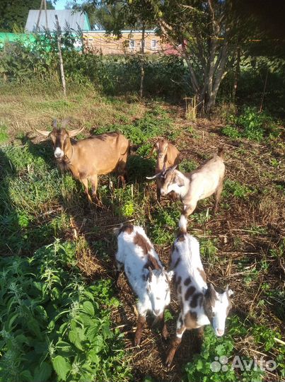 С/х животные