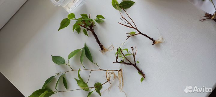 Фикус бенджамина