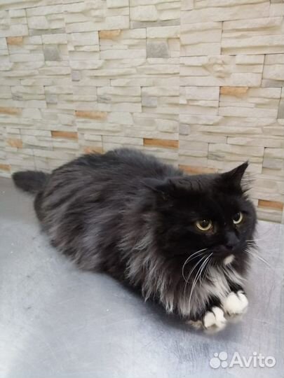 Барни ищет самый лучший дом