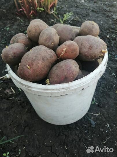 Семенной картофель