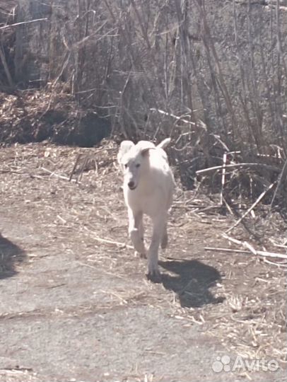 Собака русская борзая