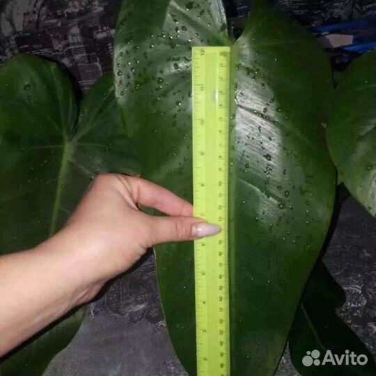 Филодендрон гигант, эванси, краснеющий