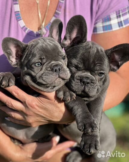 Французский бульдог голубой