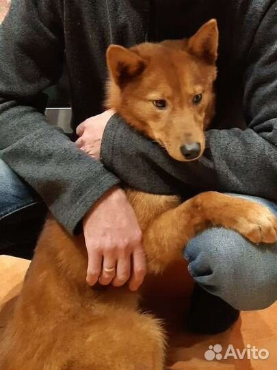 Вязка Финский шпиц (карело финская лайка)