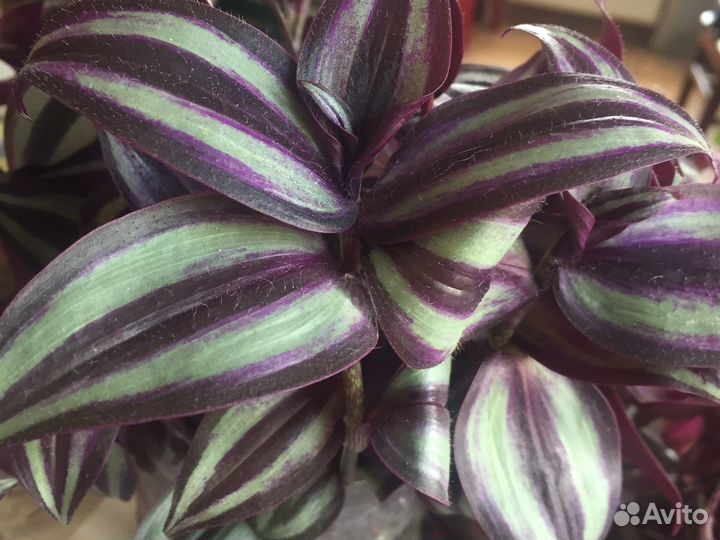 Традесканция