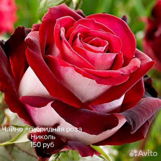 Саженцы роз