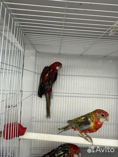 Попугай розелла