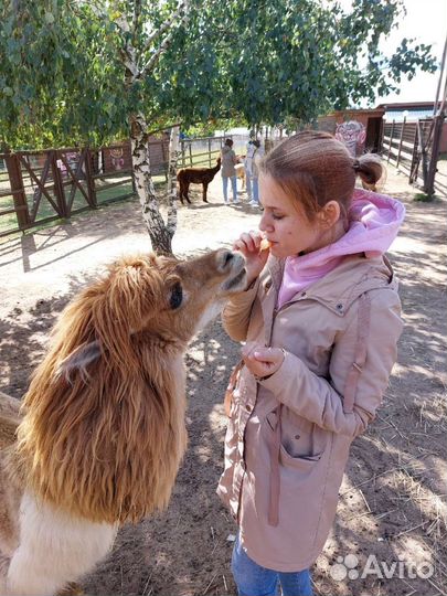 Выгуливать собак