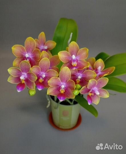 Ароматные Rising Sun и др орхидеи мультифлоры
