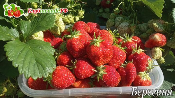 Рассада клубники (крупноплодной земляники садовой)