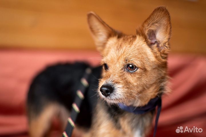 Уютная диванная собачка в дар