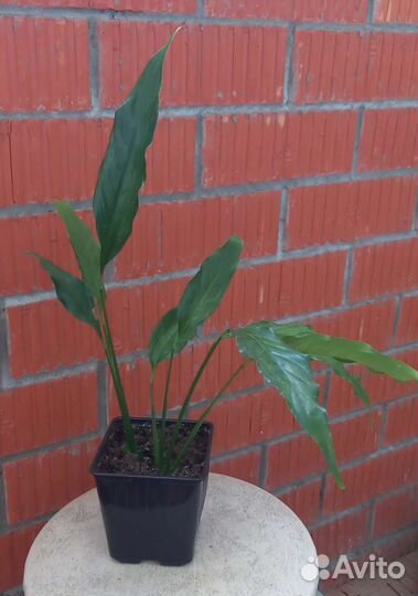 Цветы комнатные