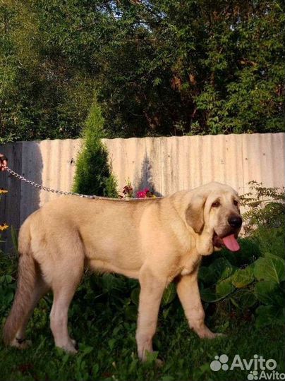 Щенок испанского мастифа