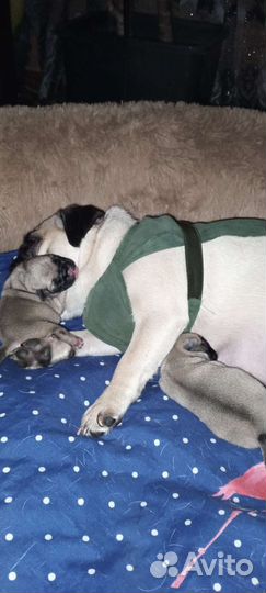 Щенок мопса бронирование