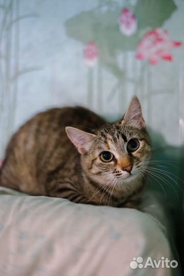 Замурчательная молодая кошка Анфиса в добрый дом