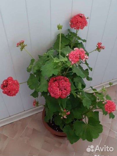 Пеларгония герань сортовая розебуд Селеста Джулия