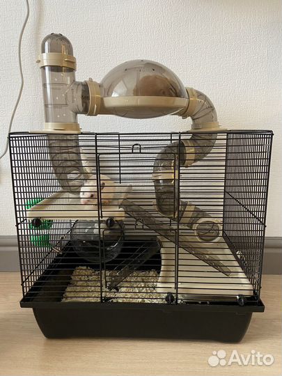 Продаем 2 хомяков с клеткой