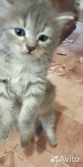 Котята