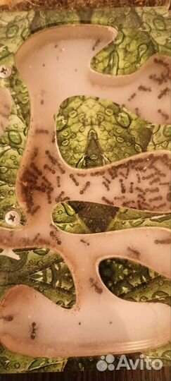 Муравьиная ферма с муравьями