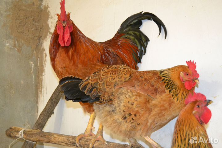 Инкубационное яйцо цыплята