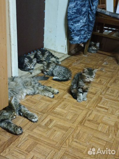 Кошки в добрые руки бесплатно