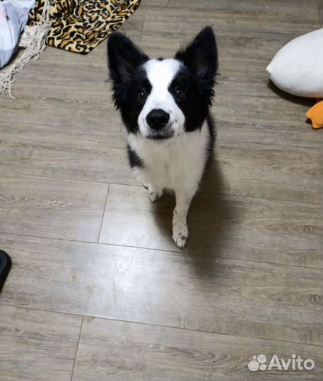 Бордер колли