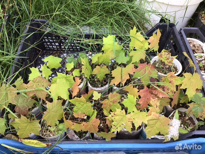 Клен багровый, дуб черешчатый