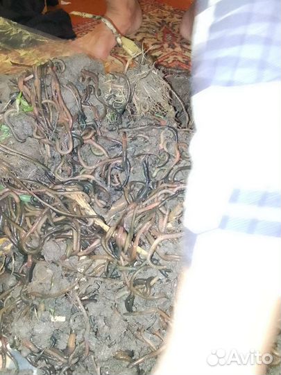 Вкусный зеленый червь) Свежий и Очень Активный