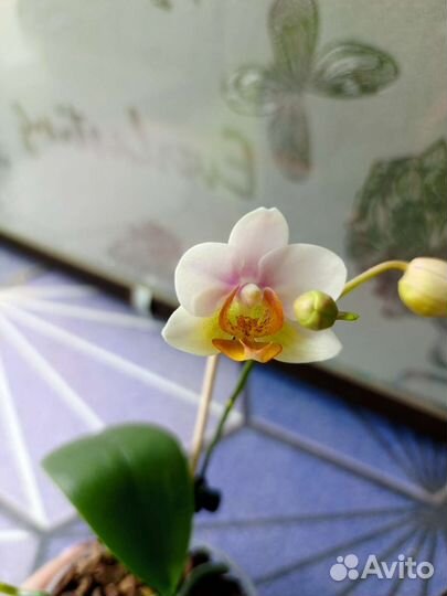 Орхидея фаленопсис SF-12