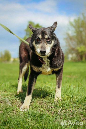 Собаки бесплатно в добрые руки