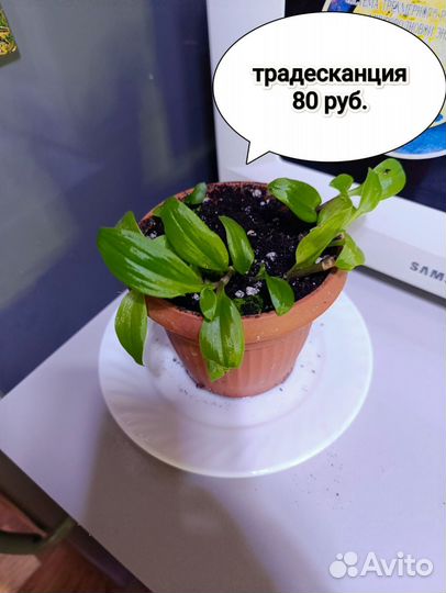 Комнатные растения