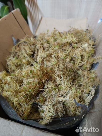 Мох сфагнум, интерьерный наполнитель