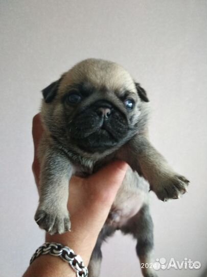 Домашние животные собаки щенки