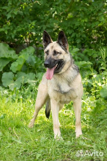 Метис восточноевропейской овчарки в добрые руки
