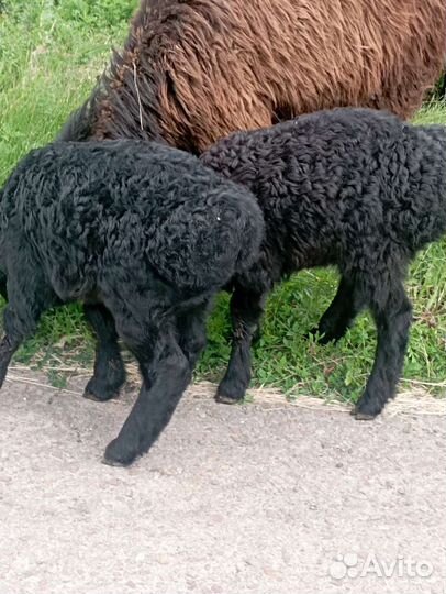 Эдельбаевские ягнята